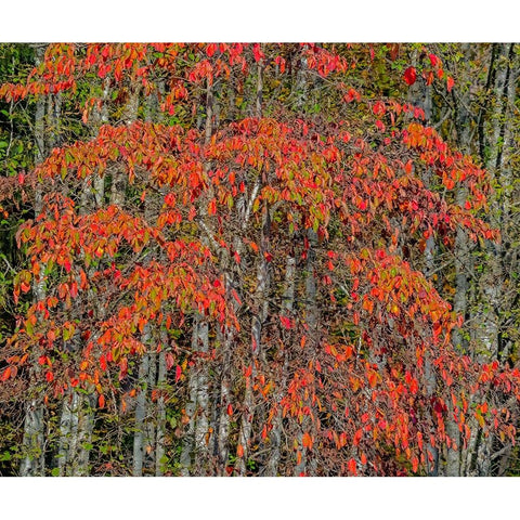 USA-Washington State-Snoqualmie cherry trees in red with backdrop of Alder Tree Trunks Black Modern Wood Framed Art Print with Double Matting by Gulin, Sylvia