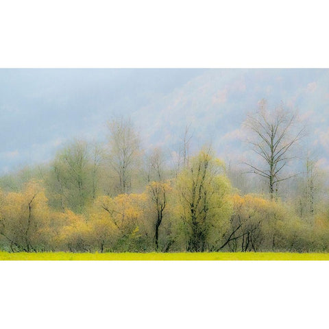 USA-Washington State-North Bend Cottonwood and Willow trees in fall colors Black Modern Wood Framed Art Print by Gulin, Sylvia