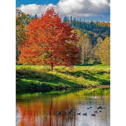 USA-Washington State-Fall City-Snoqualmie River and fall colored maple tree in reflection Black Modern Wood Framed Art Print by Gulin, Sylvia