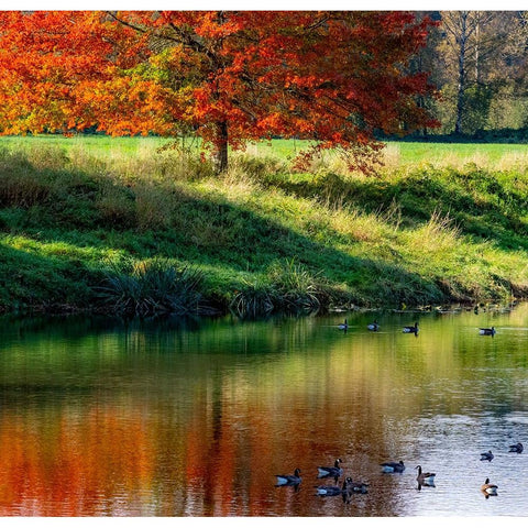 USA-Washington State-Fall City-Snoqualmie River and fall colored maple tree in reflection Black Modern Wood Framed Art Print by Gulin, Sylvia