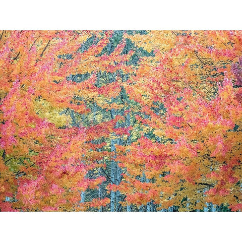 USA-Washington State-Issaquah with fall colored Maple trees along downtown roads White Modern Wood Framed Art Print by Gulin, Sylvia