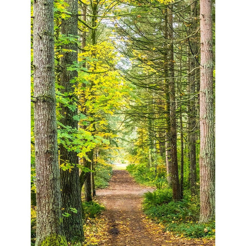 USA-Washington State-Sammamish with trail edged by evergreens and maple trees Black Modern Wood Framed Art Print by Gulin, Sylvia