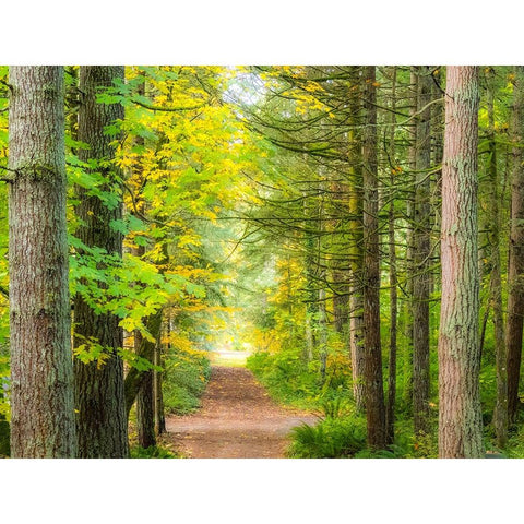 USA-Washington State-Sammamish with trail edged by evergreens and maple trees White Modern Wood Framed Art Print by Gulin, Sylvia
