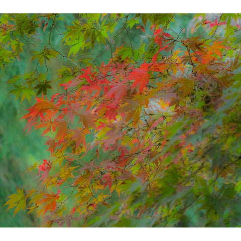 USA-Washington State-Sammamish Japanese Maple leaves with fall colors Black Modern Wood Framed Art Print by Gulin, Sylvia