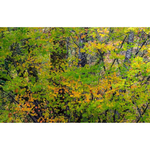 USA-Washington State-Sammamish Japanese Maple leaves with fall colors White Modern Wood Framed Art Print by Gulin, Sylvia