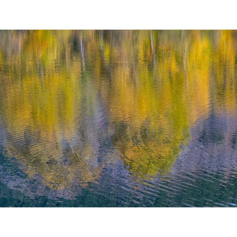 USA-Washington State-Easton and fall colors of Cottonwoods in small pond Black Modern Wood Framed Art Print by Gulin, Sylvia