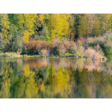USA-Washington State-Easton and fall colors of Cottonwoods in small pond Black Modern Wood Framed Art Print with Double Matting by Gulin, Sylvia