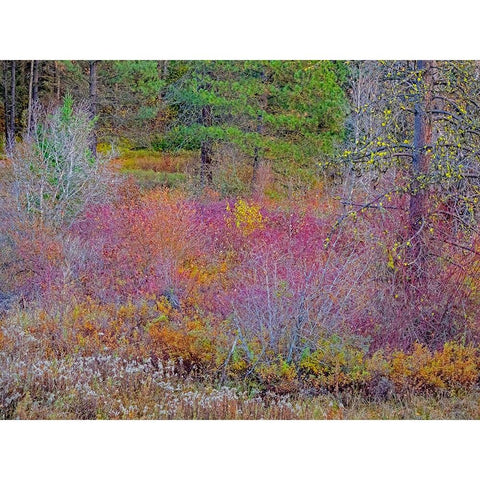USA-Washington State-Swauk Creek just off of Highway 97 with fall colors on Vine Maple Black Modern Wood Framed Art Print by Gulin, Sylvia