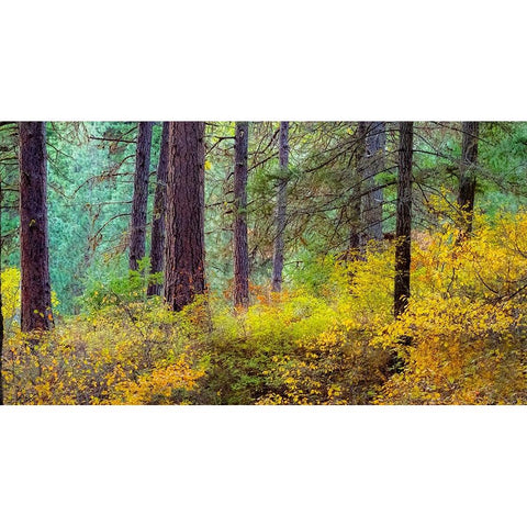 USA-Washington State-off Highway 97 Ponderosa Pine with Golden Carpet below Black Modern Wood Framed Art Print with Double Matting by Gulin, Sylvia