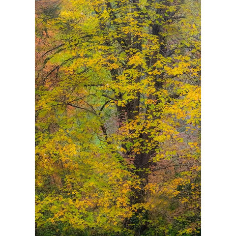 USA-Washington State-Easton and fall colors on Big Leaf Maple and Vine Maple Black Modern Wood Framed Art Print by Gulin, Sylvia