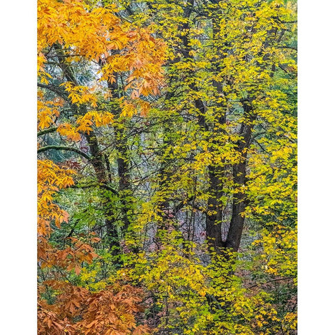 USA-Washington State-Easton and fall colors on Big Leaf Maple and Vine Maple Black Modern Wood Framed Art Print by Gulin, Sylvia