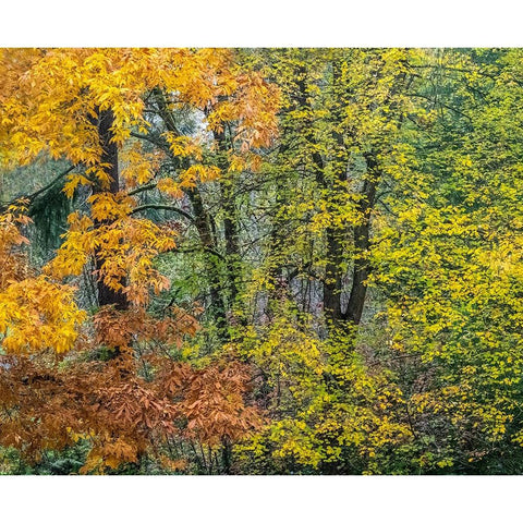 USA-Washington State-Easton and fall colors on Big Leaf Maple and Vine Maple Black Modern Wood Framed Art Print by Gulin, Sylvia