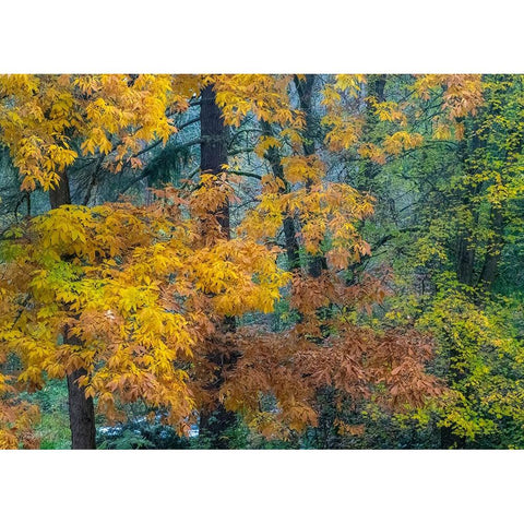 USA-Washington State-Easton and fall colors on Big Leaf Maple and Vine Maple Black Modern Wood Framed Art Print by Gulin, Sylvia