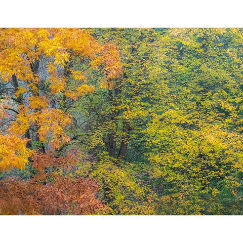 USA-Washington State-Easton and fall colors on Big Leaf Maple and Vine Maple Black Modern Wood Framed Art Print by Gulin, Sylvia