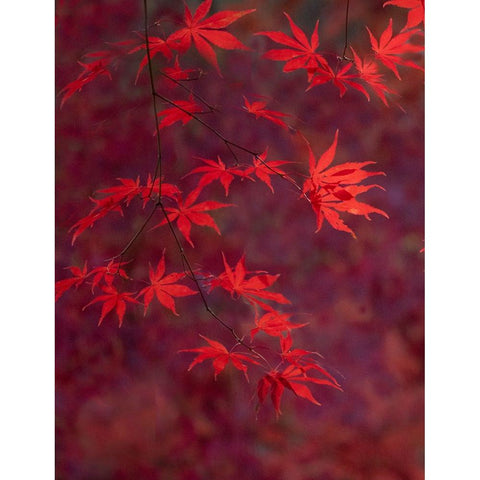 USA-Washington State-Pacific Northwest-Sammamish and red Japanese Maple leaves Black Modern Wood Framed Art Print by Gulin, Sylvia
