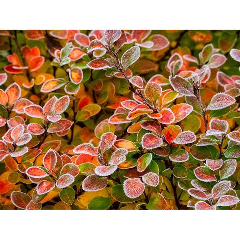 USA-Washington State-Pacific Northwest Sammamish frost rimmed Barberry Black Modern Wood Framed Art Print by Gulin, Sylvia