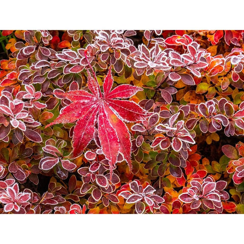 USA-Washington State-Pacific Northwest Sammamish frost rimmed Barberry Black Modern Wood Framed Art Print by Gulin, Sylvia