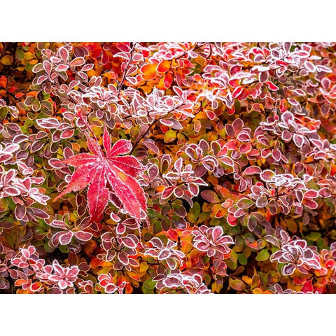 USA-Washington State-Pacific Northwest Sammamish frost rimmed Barberry Black Modern Wood Framed Art Print by Gulin, Sylvia