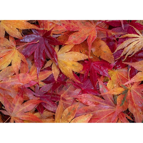 USA-Washington State-Pacific Northwest-Sammamish and red Japanese Maple leaves fallen on ground Black Modern Wood Framed Art Print with Double Matting by Gulin, Sylvia