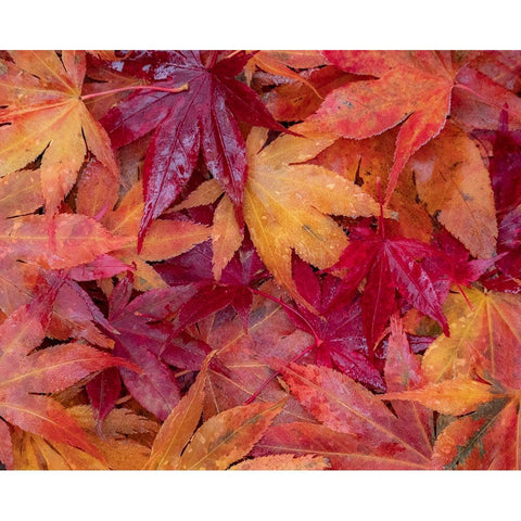 USA-Washington State-Pacific Northwest-Sammamish and red Japanese Maple leaves fallen on ground White Modern Wood Framed Art Print by Gulin, Sylvia