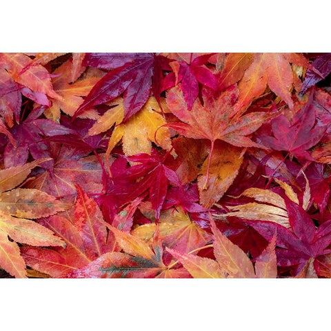 USA-Washington State-Pacific Northwest-Sammamish and red Japanese Maple leaves fallen on ground Black Modern Wood Framed Art Print with Double Matting by Gulin, Sylvia