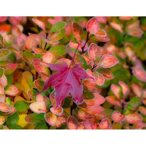 USA-Washington State-Pacific Northwest Sammamish frost rimmed Barberry Black Modern Wood Framed Art Print by Gulin, Sylvia