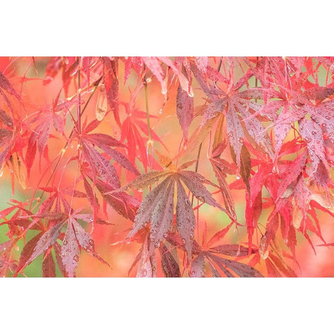 USA-Washington State-Pacific Northwest-Sammamish and red Japanese Maple leaves with dewdrops Black Modern Wood Framed Art Print by Gulin, Sylvia