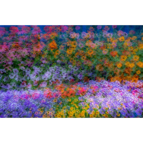 USA-Washington State-Pacific Northwest-Sammamish colorful flowers and blue picket fence Black Modern Wood Framed Art Print by Gulin, Sylvia