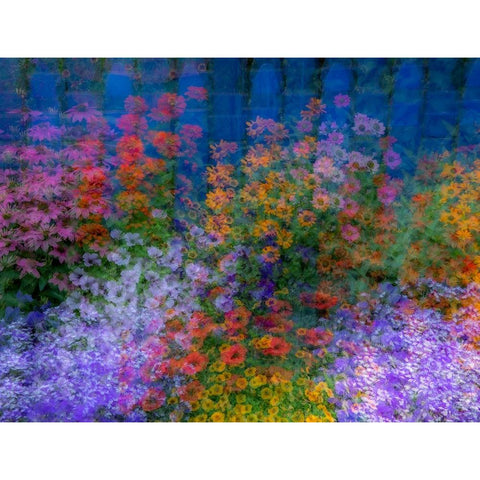 USA-Washington State-Pacific Northwest-Sammamish colorful flowers and blue picket fence Black Modern Wood Framed Art Print by Gulin, Sylvia