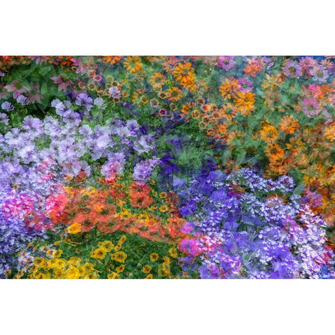 USA-Washington State-Pacific Northwest-Sammamish colorful flowers and blue picket fence Gold Ornate Wood Framed Art Print with Double Matting by Gulin, Sylvia