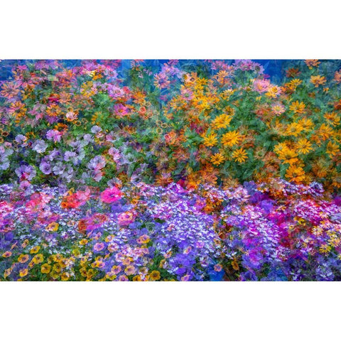 USA-Washington State-Pacific Northwest-Sammamish colorful flowers and blue picket fence Black Modern Wood Framed Art Print with Double Matting by Gulin, Sylvia