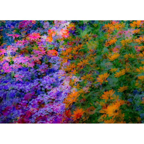 USA-Washington State-Pacific Northwest-Sammamish colorful flowers and blue picket fence Black Modern Wood Framed Art Print with Double Matting by Gulin, Sylvia