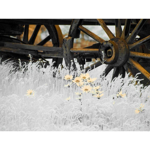 Wagon wheels with Spring wildflowers White Modern Wood Framed Art Print by Eggers, Terry