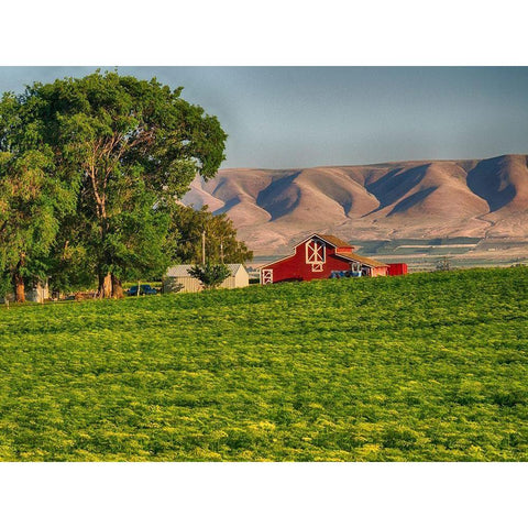 Evening light on red barn White Modern Wood Framed Art Print by Eggers, Terry