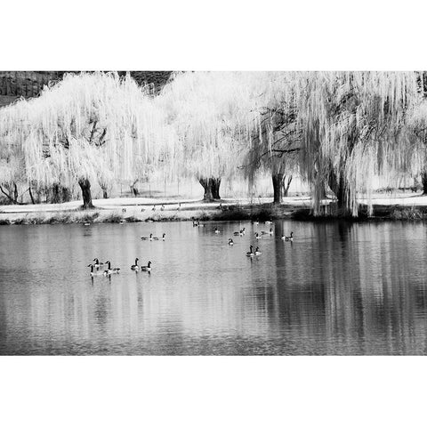 USA-Washington State-Eastern Washington-Weeping willow tree reflecting in pond Black Modern Wood Framed Art Print with Double Matting by Eggers, Terry