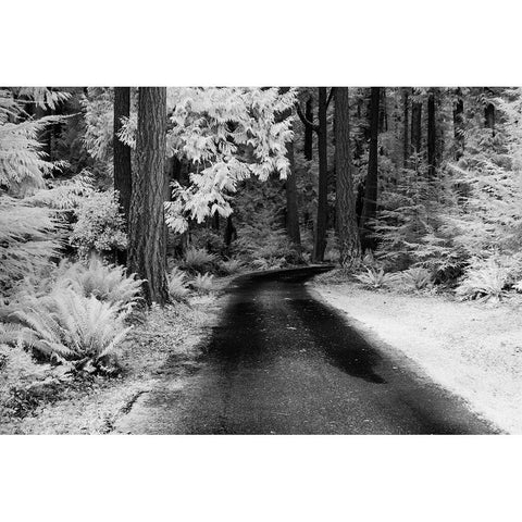 USA-Washington State-Skagit Valley-Country backroad through forest White Modern Wood Framed Art Print by Eggers, Terry