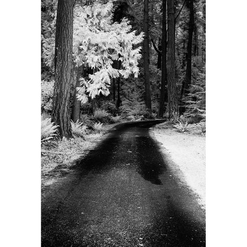 USA-Washington State-Skagit Valley-Country backroad through forest Black Modern Wood Framed Art Print by Eggers, Terry