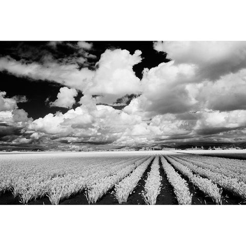USA-Washington State-Skagit Valley-Large field of Tulip rows and clouds Black Modern Wood Framed Art Print by Eggers, Terry