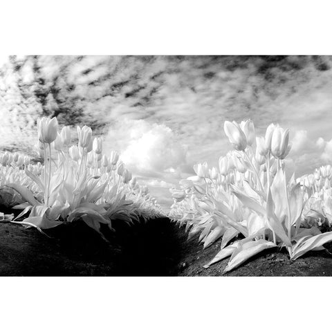 USA-Washington State-Skagit Valley-low angle of Tulip rows Black Modern Wood Framed Art Print by Eggers, Terry