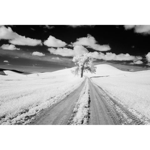 USA-Washington State-Lone along Country backroad in wheat Field Black Modern Wood Framed Art Print by Eggers, Terry