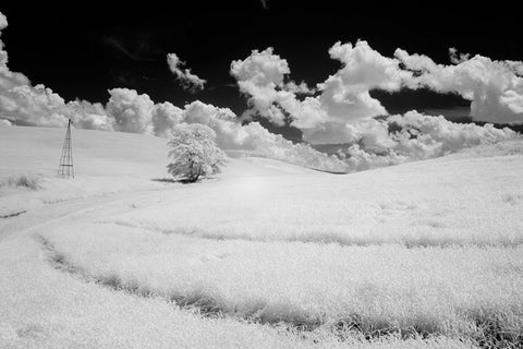 USA-Washington State-Lone tree in field of wheat Black Ornate Wood Framed Art Print with Double Matting by Eggers, Terry