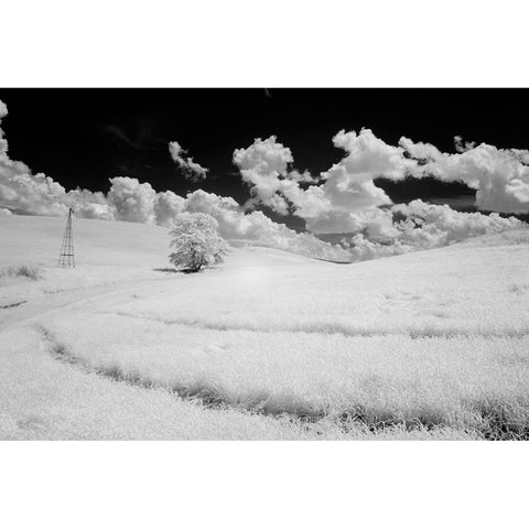 USA-Washington State-Lone tree in field of wheat Black Modern Wood Framed Art Print by Eggers, Terry