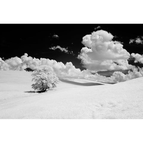 USA-Washington State-Lone tree in field of wheat White Modern Wood Framed Art Print by Eggers, Terry