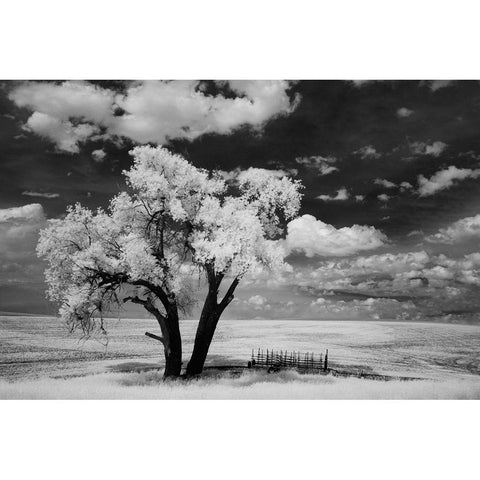 USA-Washington State-Lone tree in field in wheat Black Modern Wood Framed Art Print by Eggers, Terry