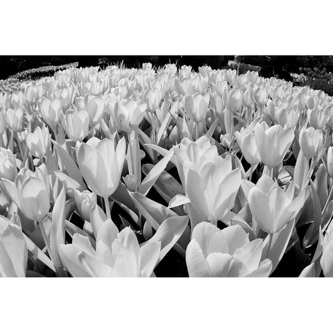 USA-Washington State-Skagit Valley-low angle of Tulip mass Black Modern Wood Framed Art Print by Eggers, Terry