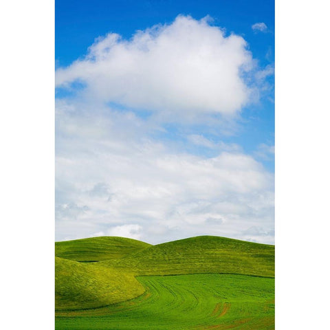 USA-Washington State-Palouse Region-Patterns in the fields of fresh green Spring wheat Black Modern Wood Framed Art Print with Double Matting by Eggers, Terry