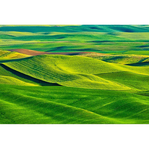 USA-Washington State-Palouse Region-Patterns in the fields of fresh green Spring wheat Black Modern Wood Framed Art Print by Eggers, Terry