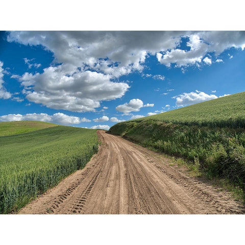USA-Washington State-Palouse-Country Backroad through Spring wheat fields White Modern Wood Framed Art Print by Eggers, Terry