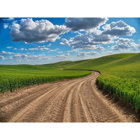 USA-Washington State-Palouse-Country Backroad through Spring wheat fields White Modern Wood Framed Art Print by Eggers, Terry