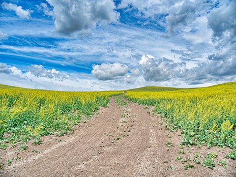 USA-Washington State-Palouse-Country Backroad through Spring canola fields White Modern Wood Framed Art Print with Double Matting by Eggers, Terry
